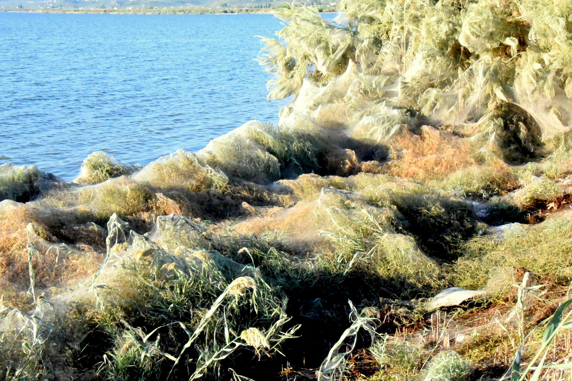 Αιτωλικό: Πέπλο αράχνης κάλυψε τα πάντα