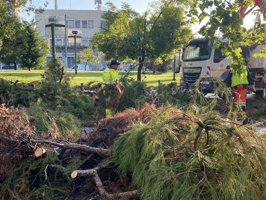 Πτώση δέντρου στο Περιστέρι