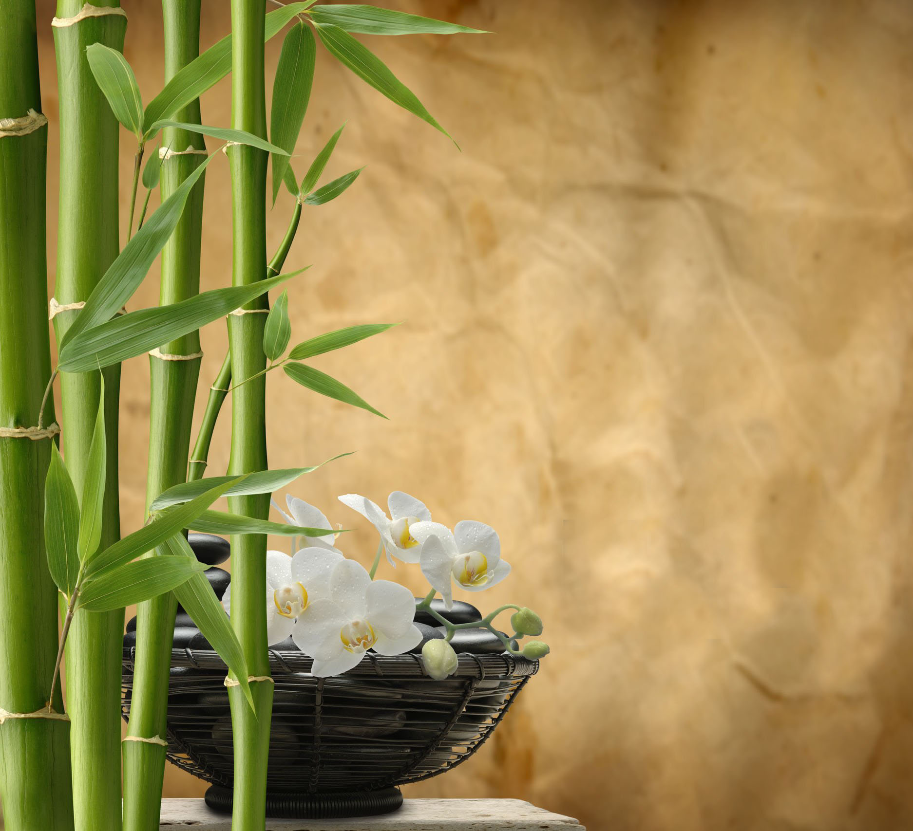 bamboo