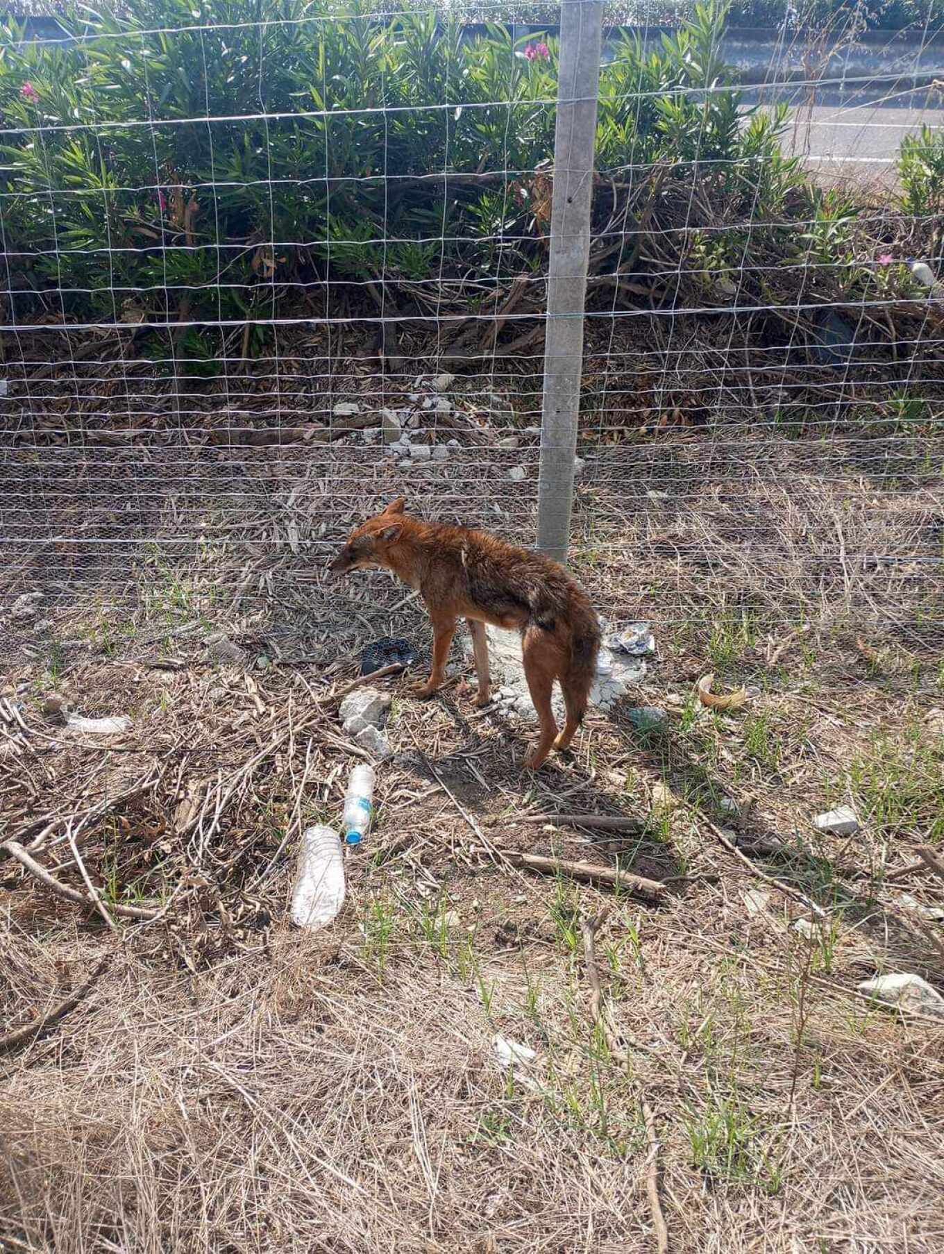 Τσακάλι βρέθηκε σε κατοικημένη περιοχή κοντά στη Λάρισα