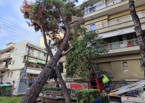 Θεσσαλονίκη: Δέντρο έπεσε πάνω σε πολυκατοικία στο κέντρο της Καλαμαριάς