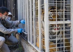 Χιλή: Εμβολιάζουν κατά του κορωνοϊού ζώα που απειλούνται με εξαφάνιση