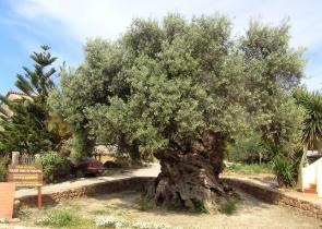 The oldest olive tree in the world is in Greece