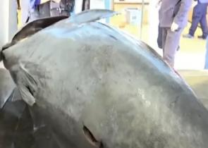 Ιόνιο: Έπιασαν τόνο 3 μέτρων και σχεδόν 400 κιλών