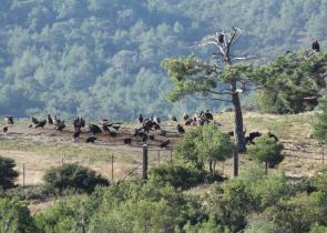 WWF Ελλάδας: Ζωντανό και άκαυτο σημαντικό κομμάτι του πυρήνα της Δαδιάς (εικόνα)