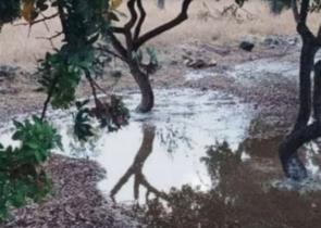 Χίος: Μπουρίνι έπληξε τις καλλιέργειες μαστίχας