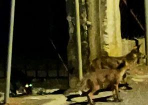 Μεσσηνία: Τσακάλια έφτασαν δίπλα στη θάλασσα στη Μικρή Μαντίνεια