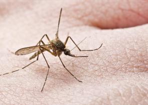 Βραζιλία: Πάνω από 2 εκατ. άνθρωποι μολυσμένοι από δάγκειο πυρετό – Κηρύχθηκε κατάσταση έκτακτης ανάγκης