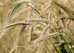 Πώς μπορεί ένα σιτάρι 300 ετών να αντιμετωπίσει την επισιτιστική κρίση