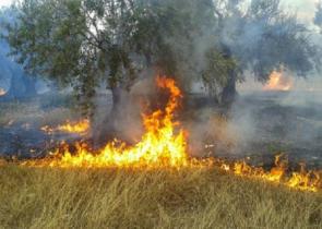 Κάηκε ζωντανός 73χρονος στην προσπάθειά του να κάψει κλαδιά στο Διμήνι Βόλου
