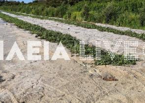 Ηλεία: Μεγάλες καταστροφές σε καλλιέργειες από σφοδρή χαλαζόπτωση (Video&Photos)
