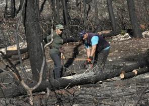 ΔΥΠΑ: Από σήμερα οι αιτήσεις για τον τρίτο κύκλο του ειδικού προγράμματος απασχόλησης ρητινεργατών