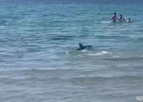 Ισπανία: Kαρχαρίας προκάλεσε τον τρόμο σε παραλία