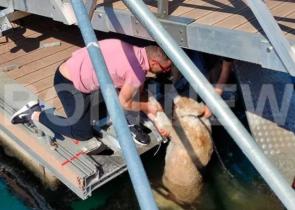 Καβάλα: Kλώτσησε σκύλο και τον έριξε στη θάλασσα (Photos)