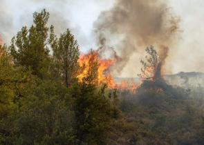 Φωτιά στην Φθιώτιδα: Σε κρίσιμη κατάσταση εγκαυματίας που πήγε να σώσει τα μελίσσια του