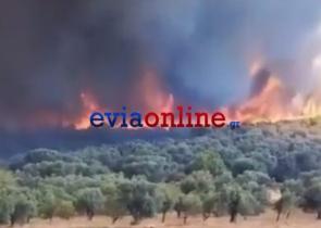 Εύβοια-φωτιά: Προσήχθη 17χρονος και η μητέρα του για εμπρησμό στα Ψαχνά - Τον κατέγραψε κάμερα