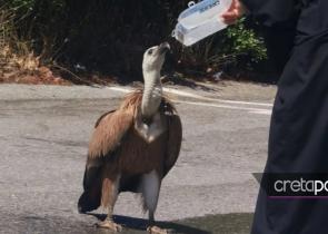 Κρήτη: Εξαντλημένο από τη ζέστη όρνιο «προσγειώθηκε» στη μέση του δρόμου