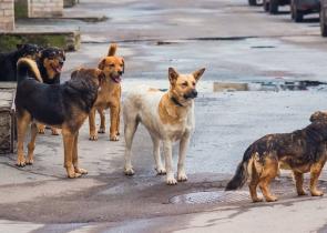 Φθιώτιδα: Στο νοσοκομείο ηλικιωμένη έπειτα από επίθεση αδέσποτων σκυλιών