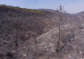 Αναστέλλονται οι οικονομικές δραστηριότητες στις πυρόπληκτες περιοχές του Έβρου