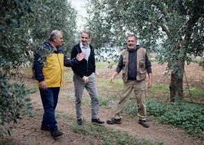 Σε ελαιώνα στην Αταλάντη ο Μητσοτάκης - Συζήτησε με ελαιοπαραγωγούς (Photos)