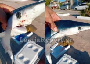 Φθιώτιδα: Ψαράς αλίευσε μπλε καρχαρία στα ανοικτά της Στυλίδας