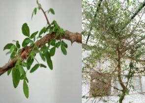 Βιβλικό δέντρο φύτρωσε ξανά από σπόρο 1.000 ετών (εικόνες)