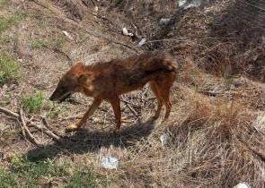Τσακάλι βρέθηκε σε κατοικημένη περιοχή κοντά στη Λάρισα (Photos)