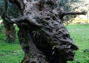 Η ελιά η Ζαρόγρια