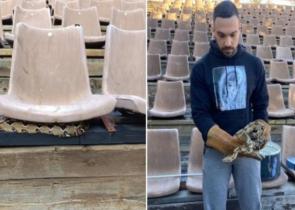 Βόας σφιγκτήρας βρέθηκε κάτω από κάθισμα σε θέατρο στου Φιλοπάππου