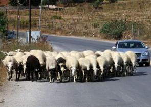Πέρασαν κοπάδι από την... Ε.Ο. Αντιρρίου-Ιωαννίνων και προκάλεσαν τροχαίο -Τραυματίστηκε δικυκλιστής, νεκρά 5 ζώα